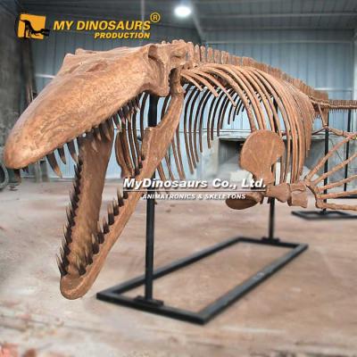 China Attraction and Exhibit My DS-019 Dino Makers Fun Buy Life Size Fiberglass Tylosaurus Dinosaur Fossil Dinosaurs for sale