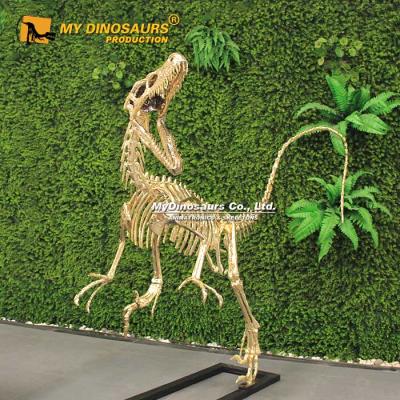 China Attraction and Exhibition My Dino DS-035 Education Dinosaurs Model Raptor Dinosaur 3D Golden Skeleton for sale