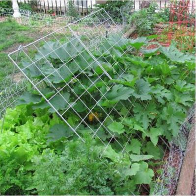 China Grow Vegetable Hot Sale Plant Support Cucumber Trellis From Amazon for sale