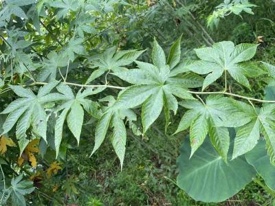 China Raspberry Leaf kann Herz-Kreislauf- und Zerebrovaskuläre Erkrankungen verhindern zu verkaufen