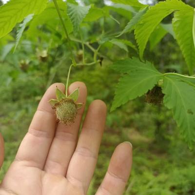 China Fu Pen Zi Chinese Herbal Medicine Palm Leaf Raspberry Fruit for Male Health for sale