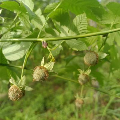 China Raspberry Leaf Tea Großhandel Raspberry Blätter Fu Pen Zi Ye Natürliche Süße Rohblatt zu verkaufen