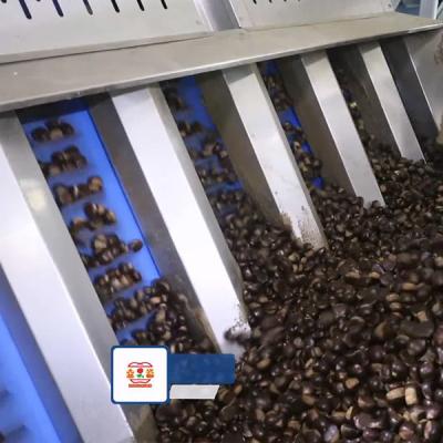 Cina 15 - 18 Chestnuts Nuts Sorting Machine High Capacity Enchaned Productivity in vendita