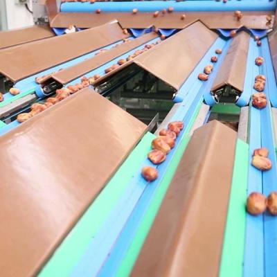 China Automated Inspection 2.0 Tons Per Hour 8-Lane Palm Dates Sorting Machine for sale