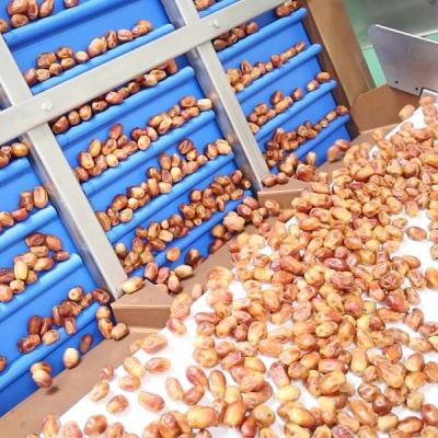 China Hardness And Softness Sorting 1.4 Tons Per Hour 6-Lane Palm Dates Sorting Machine for sale