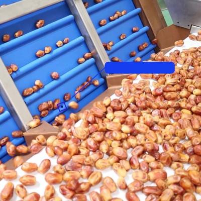 China Efficient 6-Lane Palm Dates Sorting Machine Defect Sorting 1.4 Tons per Hour for sale