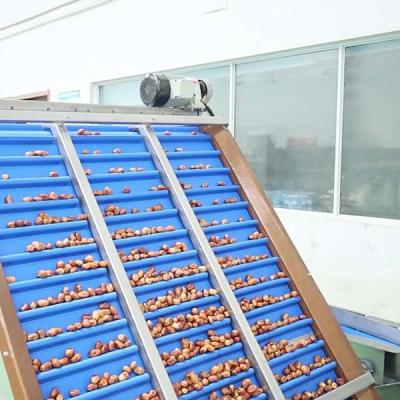 China High Accuracy Sorting 98% 6-Lane Palm Dates Sorting Machine With CE MD ISO9001 Certification for sale