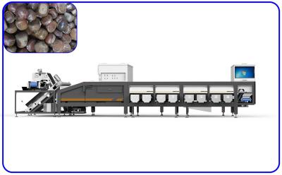 Chine Canaux intelligents de la machine d'évaluation d'agriculture de châtaignes 16 pour la grande capacité à vendre