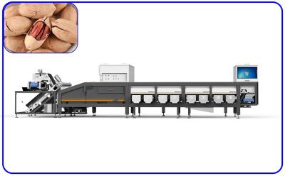 Chine Type mécanique de robot de gestion par ordinateur de la Manche de la trieuse 6 de noix de pécan à vendre