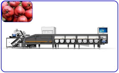 China Industrielle Kanäle mit 2 t/h sortierender Maschinen-16 für roten Datums-Weißdorn zu verkaufen