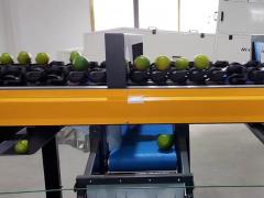 Intelligient Tangerine Sorting Equipment