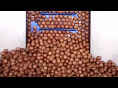 Macadamias sorting_30s