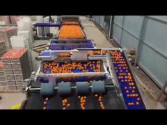 Intelligient Tangerine Sorting Equipment_01