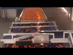 Intelligient Tangerine Sorting Equipment_02