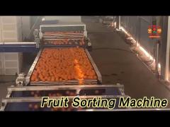 Tangerine Fruit Sorting Machine Stainless Steel 3 Channel Quick