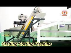 High Speed Grading Sorting Machine 6.3KW 6 Channel For Dates / Hawthorn