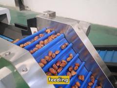 Palm Dates Sorting Machine