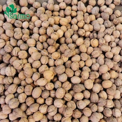 China Dried Walnut Harvester 33 Type Walnuts Inshell Available At Good Prices Dried Shell Bulk Thin Peel Walnuts for sale