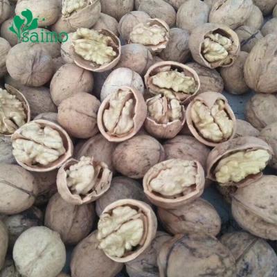 China Best Selling Paper Type Saimo Dry Shell 185 Shelled Raw Walnut Per-Skin Dried Fruit Walnut In China Georgia Walnut for sale