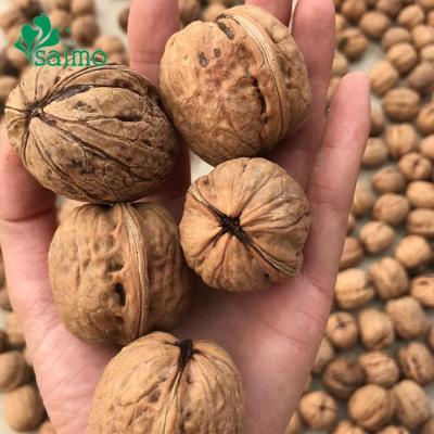 China Best Quality Alesto Cheap Walnut Dry Price 30mm Up China Hebei Walnut At Shell Supplier Walnut In Turkey for sale