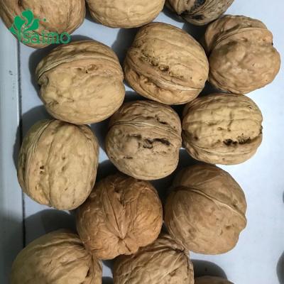 China Excellent Quality Wholesale Dry Thin-Skin Walnut Food Dry Raw Walnuts For Sale Kashmiri Walnuts for sale