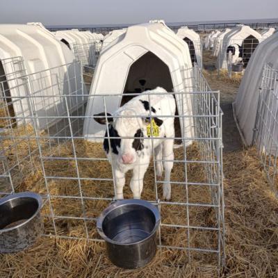 China White Polyethylene Dairy Calf Hutches The Essential Equipment for Dairy Farms for sale