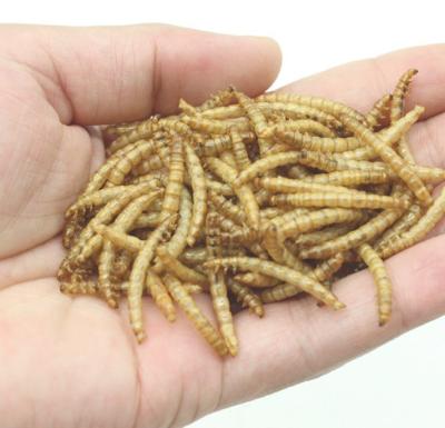 China Cattle Quality Protein Dried Mealworms Animal Feed Best Grade Protein Dried Mealworms for sale