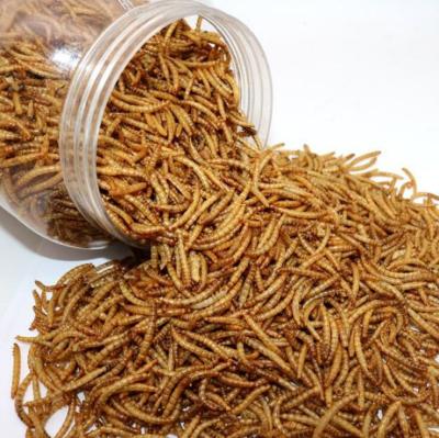 China Cattle Wholesale Meal Worms Pet Food Dried Yellow Mealworms Bread Worms for sale