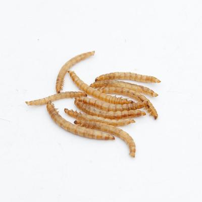 China Livestock Quality Rich Nutrition Animal Feed Food Insects Eco Fresh Mealworm For Pet for sale