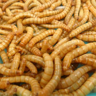 China Cattle Dried Mealworms For Birds Pet Food / Mouse Feed / Fish Food for sale