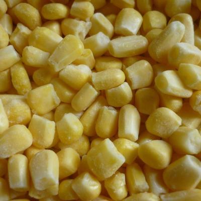 China BRC FROZEN CERTIFIED IQF CORN FROZEN VEGETABLES WITH COMPETITIVE PRICES AND LARGE QUANTITY for sale