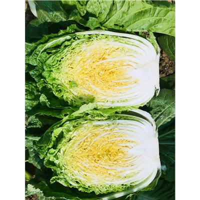 China Fresh Fresh Long Chinese Cabbage with Grade Export for sale