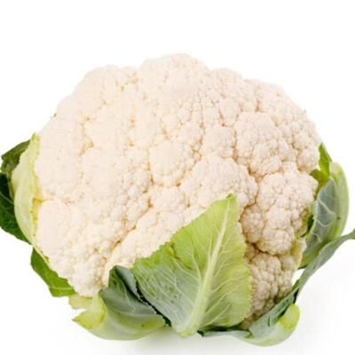 China Wholesale fresh high quality fresh cauliflower for sale