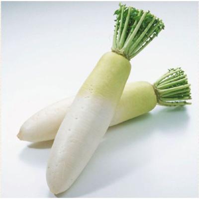 China fresh chinese export fresh white radish for sale