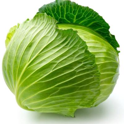 China 2020 Fresh Natural Peking Cabbage Large Quantity Fresh Natural Good Quality for sale