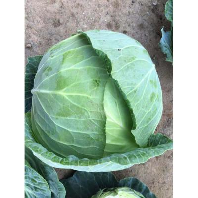 China 2020 Fresh New Culture Beijing Cabbage China Origin for sale