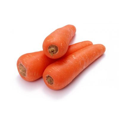 China New China 2020 fresh high quality fresh carrot for sale