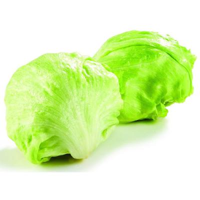 China Fresh hot sales finely processed fresh vegetable lettuce for sale