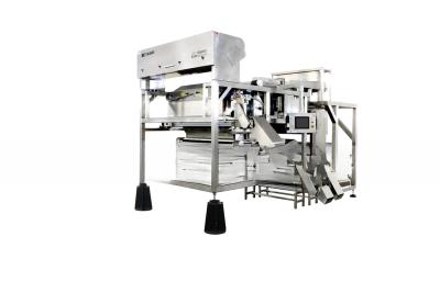 China Taiho Belt Type Black Pepper Color Sorting Machine with Waterfall Structure and Design for sale