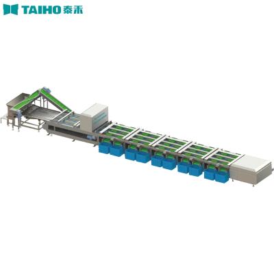 China High Quality Taiho Litchi Mangosteen Potato Apricot Processing Fruit Sorting Grading Machine for sale