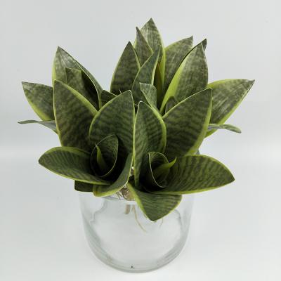 China High simulation selling real touch pvc home used abram decorative tiger artificial plants for sale