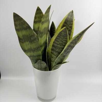 China High Simulation Wholesale Durable PVC Indoor Touch Real Artificial Tiger Orchid Garden Plants for sale