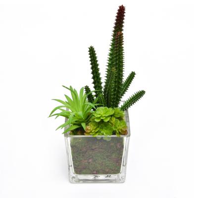 China High Simulation Modern Design Artificial Potted Cactus Plants , Glass Potted Bonsai Plant For Decoration for sale