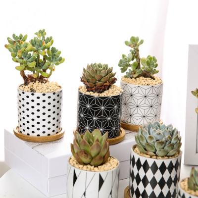 China Durable Home Decoration Plant Unique Cute Flower Small Round Succulent Planter Ceramic Pot Wholesale, Small Pot For Succulent Plant for sale