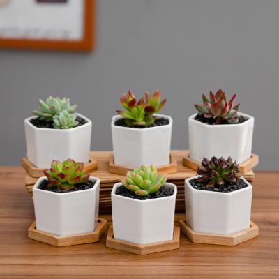 China Convenient Indoor Outdoor Desktop Decoration Flower Pot Small Hexagonal Ceramic Ceramic Pots for sale