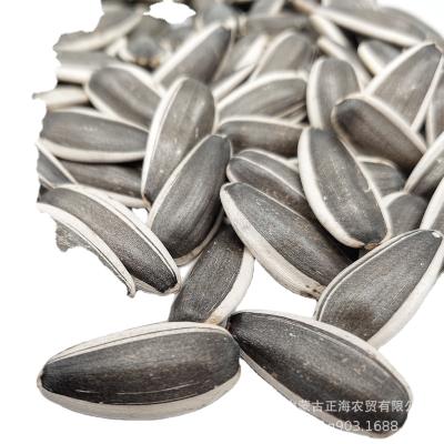 China Nutritious Top Grade Bulk Wholesale Premium Full Grain Sunflower Seeds For Bakery Snacks Edible Oil Birdseed for sale