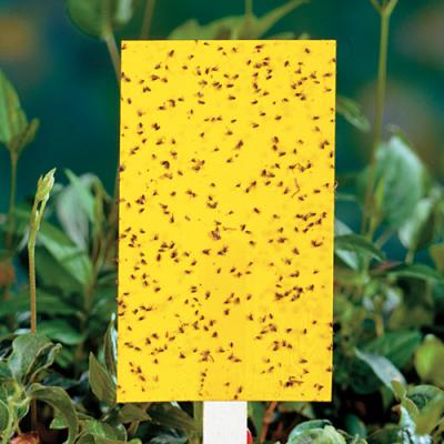 China Garden Viable Double Side Strong Flies Sticky Insect Glue Traps Glue Stickers for sale