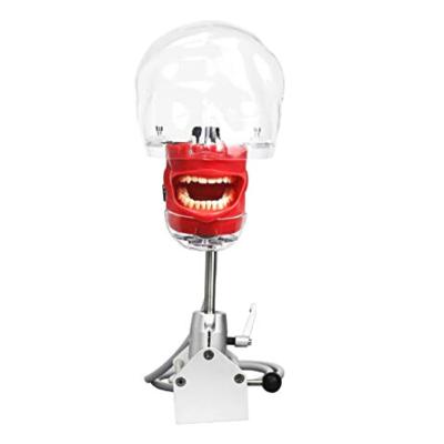 China Dental Simulator Phantom Head Laboratory Biology and Medical Education Model for Dentist Teaching Training Tools with Detachable Teeth for sale