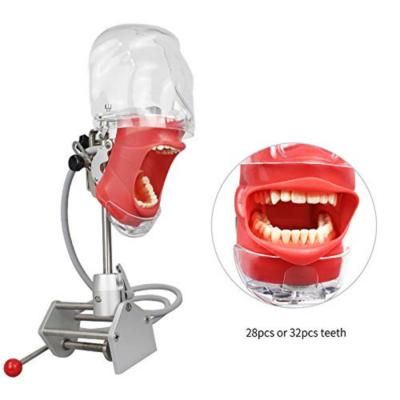 China Dental Teaching Tools Metal Teeth Model 28 Pcs Removable Teeth Pieces Lab Training Equipment Dentistry Practice Examination for sale