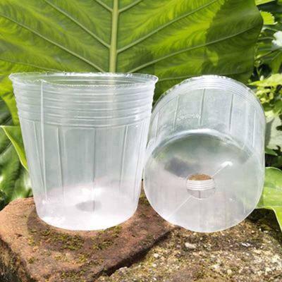 China Modern Transparent Succulent Orchid Cup BEE Seedling Pot Nutrition Bag Seedling Cup Nutrition Bowl Transparent Flower Pot for sale